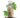 Bottle of Brooklane Camphor Oil with green leaves on a white background