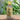 Bottle of Brooklane Citriodora Oil on a wooden surface with green leaves in the background