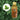 Bottle of Brooklane Citronella Oil with a close-up of citronella leaves on a green leafy background