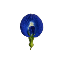 Blue Pea Flowers