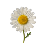 Chamomile Flowers