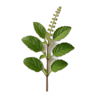 Tulsi